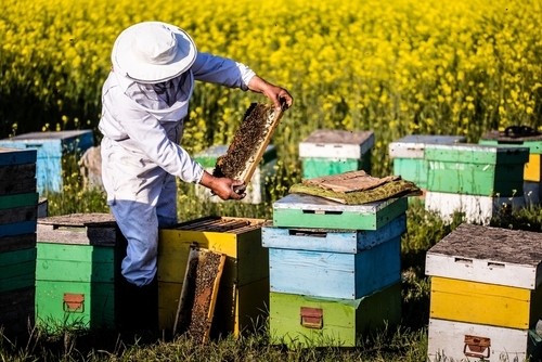 Ernste Sorgen um Bienenpopulation!